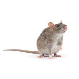 HGX piège à souris un produit anti-souris efficace