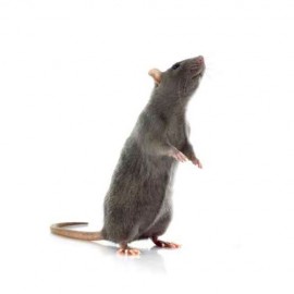 Appareil Ultrason Rat Souris - Vulcano Répulsif - Eradicateur