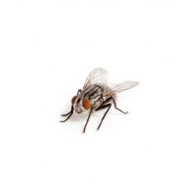 Pulvérisateur contre mouches et moucherons (1L) - KAPO Vert - Monvoisin